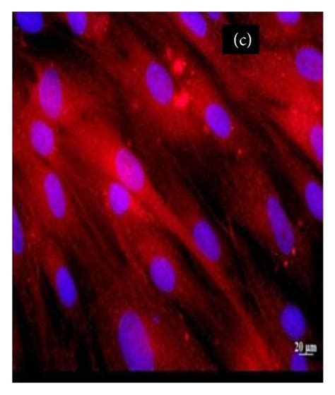 A Spindle Shaped Morphology Of Rabbit Adipose Mscs B Staining Of