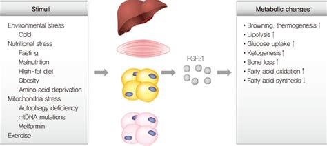 The Functional Role Of Fibroblast Growth Factor 21 Fgf21 Induction