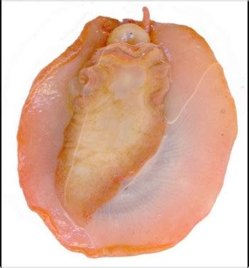 The Sea Slug Forum - Velutinidae - are they sea slugs?
