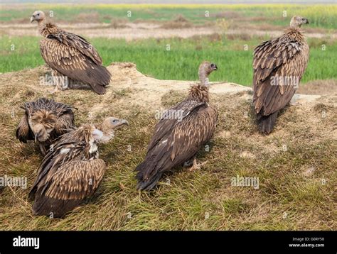 Gyps Tenuirostris Nepal Hi Res Stock Photography And Images Alamy