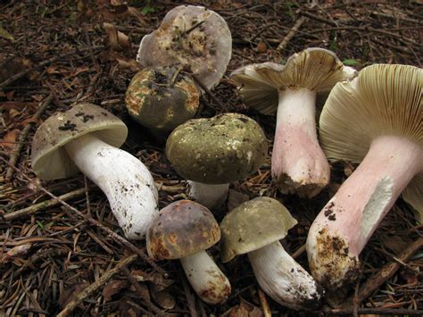 Russula Olivacea The Ultimate Mushroom Guide