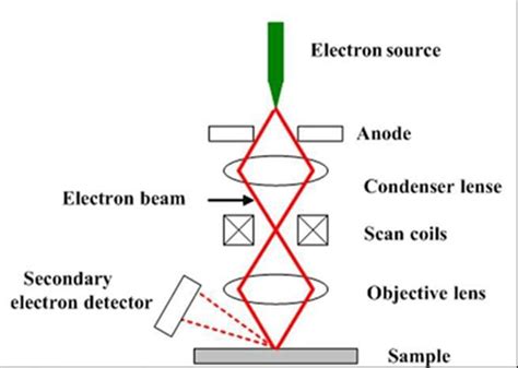 A schematic diagram of scanning electron microscope. 197 | Download ... 