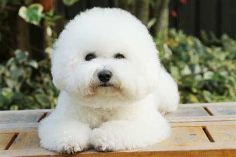 Bichon Frise Colors Is White Really The Only Option