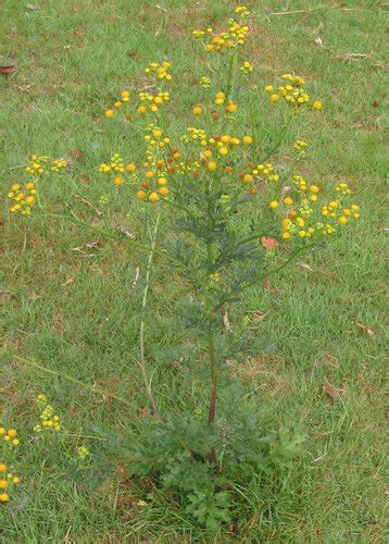 Ragwort Invasive Exotic Plants Of North Carolina INaturalist