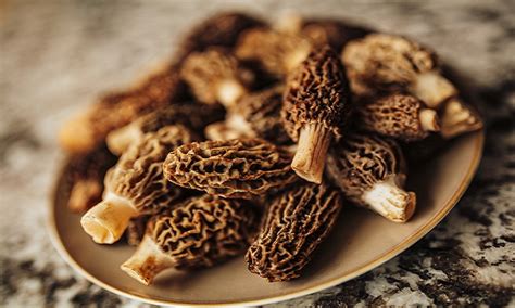 Tips And Tricks For Morel Mushroom Hunting Sportsmans Guide