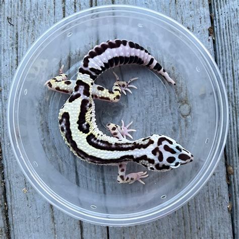 Mack Snow Bold Stripe Leopard Gecko By Pisces Geckos Morphmarket