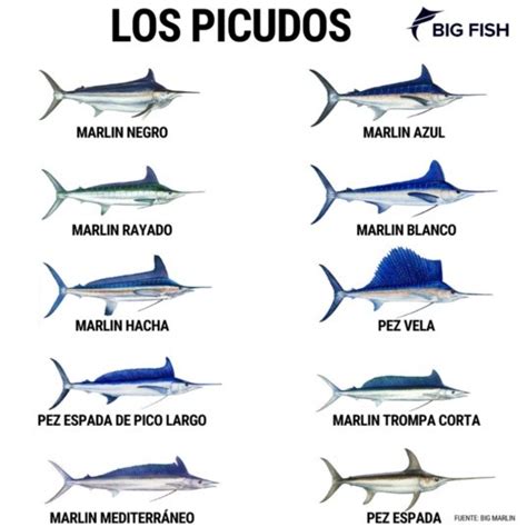 Y sí que es la Capital Mundial del Pez Vela Reportan nuevo sailfish