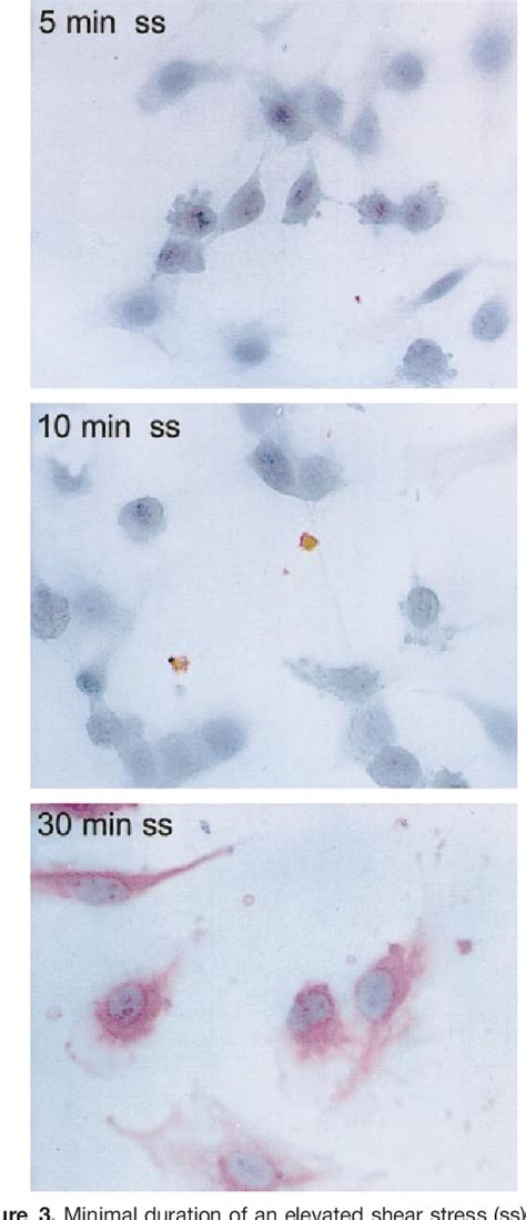 Figure 1 From Fluid Shear Stress Induces Heat Shock Protein 60