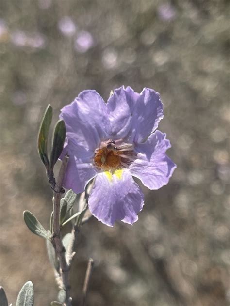 Petalidium Oblongifolium From Fetakgomo Greater Tubatse Rural