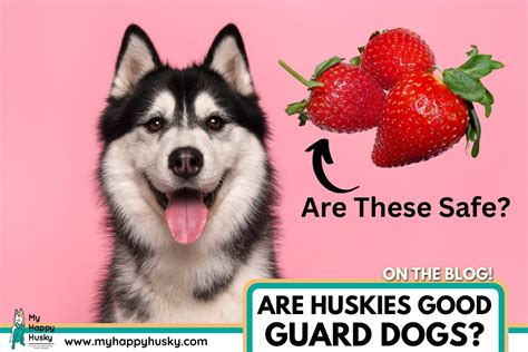 Pueden comer fresas los huskies Sí pero primero debes saber esto