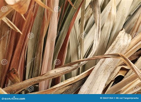 Pandanus Dried Leaves Stock Photo Image Of Pine Juice 56631364