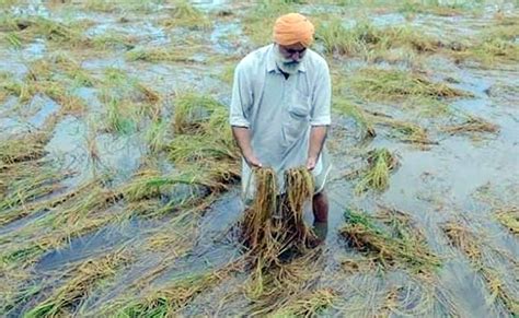 किसानों की कैसे हो कुदरत के कहर से बर्बाद हुई फसल की भरपाई किसानों की कैसे हो कुदरत के कहर से