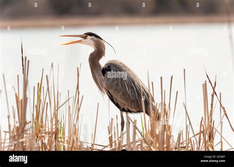 Great Blue Heron Standing In The Reeds Sticking Out His Tongue And