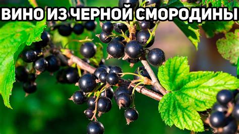 ДОМАШНЕЕ ВИНОДЕЛИЕ ДЕСЕРТНОЕ ВИНО ИЗ СМОРОДИНЫ ТИХОЕ БРОЖЕНИЕ - YouTube