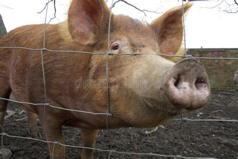 Tamworth Pig In A Farm Yard Stock Image Image Of Older Threatened
