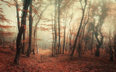 Wallpaper Sunlight Trees Landscape Forest Fall Leaves Nature