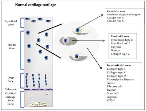 Extracellular Matrix Bone