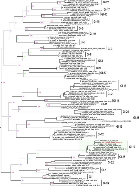 Phylogenetic Tree Of The Nucleotide Sequences Of The S1 Gene Of The