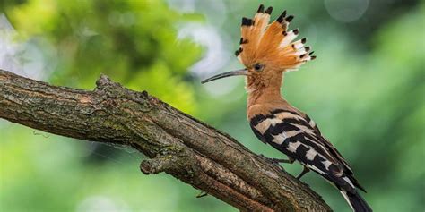 Les oiseaux endémiques de Madagascar