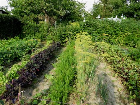 Warzywa w ogrodzie czy warto uprawiać Love Natura kochamy to co