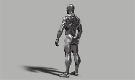 Male Anatomy Reference 3d Print Model 3d Model 3d Printable Cgtrader