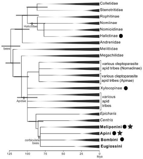 Phylogenetic Relationships Within Bees Hymenoptera Apoidea Download Scientific Diagram