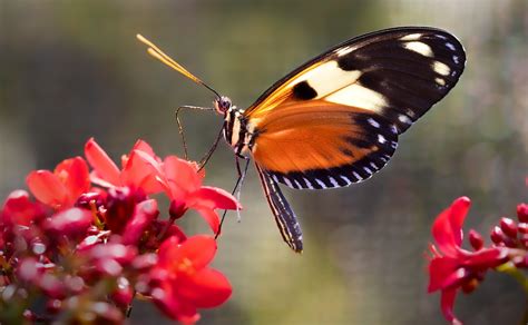 Heliconius Ismenius Butterfly - Free photo on Pixabay - Pixabay