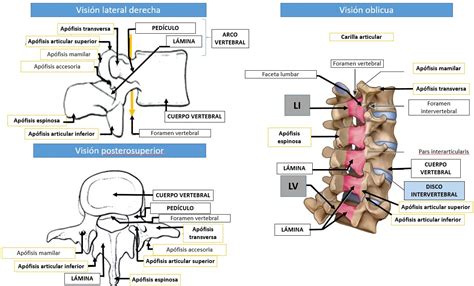 Ecografía De La Columna Vertebral Lumbar Dolopedia