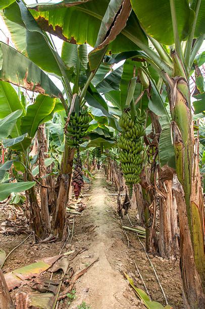 Banana Field Stock Photos Pictures And Royalty Free Images Istock