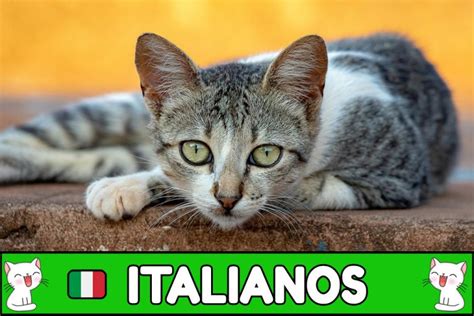 1000 Nombres ITALIANOS Para Gatos Originales 2025