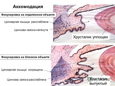 Аккомодация / А / Словарь терминов