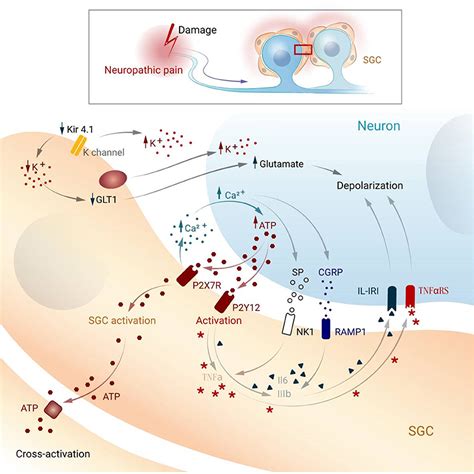 Frontiers Satellite Glial Cells Morphology Functional Heterogeneity