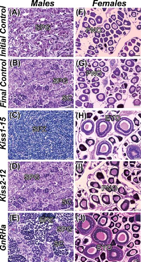 Changes In The Gonadal Histology Of Male A And Female B Chub