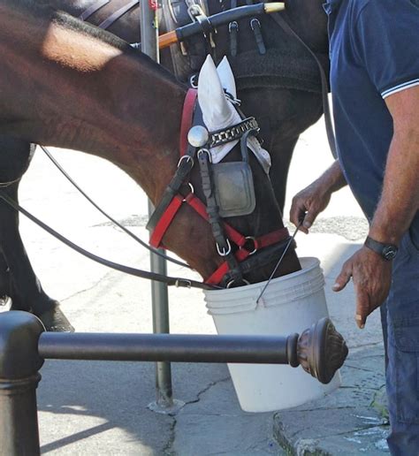 Premium Photo Midsection Of Man Feeding Horse