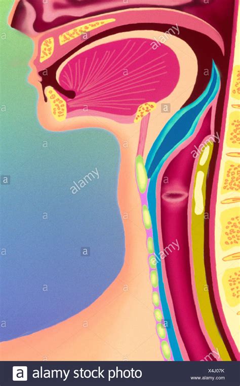 Larynx Drawing High Resolution Stock Photography And Images Alamy