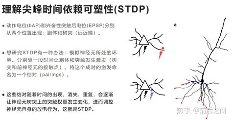 胞体模型和树突尖峰调制单个神经元和网络水平的可塑性NC 2017学习笔记 知乎