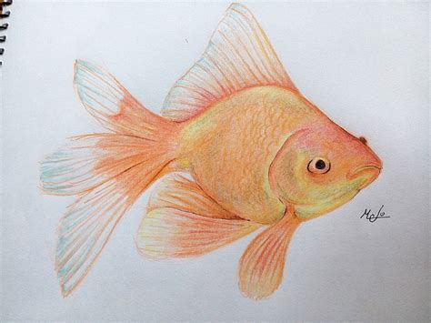 Goldfish Peces Dibujos Dibujos Dibujo Del Oc Ano