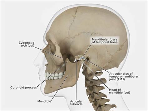 Biol Temporal Mandibular Joint Tmj Movements Flashcards Quizlet