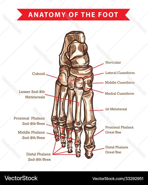 Human Foot Bones Anatomy Sketch Royalty Free Vector Image