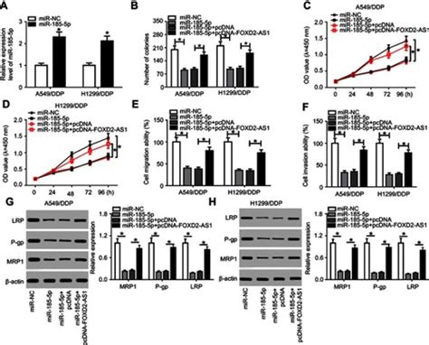 Full Article Lncrna Foxd2 As1 Confers Cisplatin Resistance Of Non