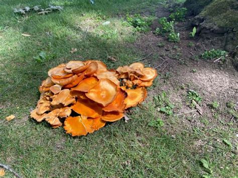 10 Common Mushrooms In Virginia Star Mushroom Farms