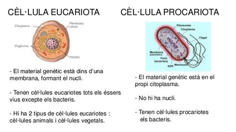 Las Diferencias Entre Celula Eucariota Y Celula Procariota Images