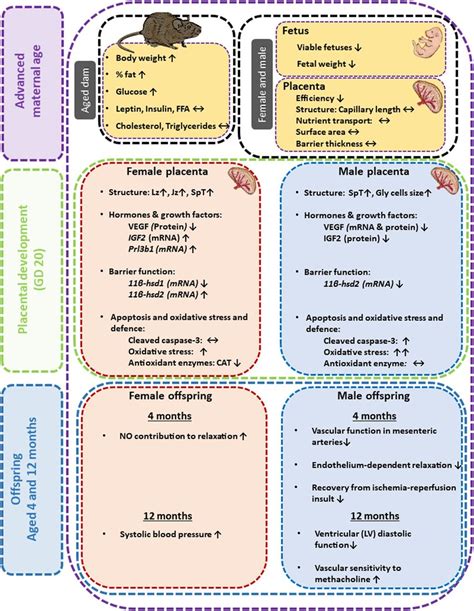 Summary Illustration Showing The Effects Of Maternal Age On The