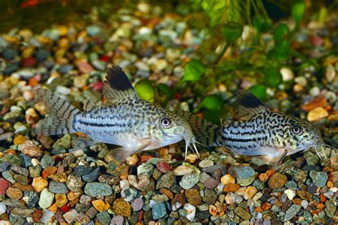 How To Breed Cory Catfish Aquarium Fish Care