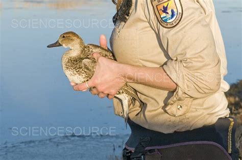 Releasing A Banded Duck Stock Image Science Source Images