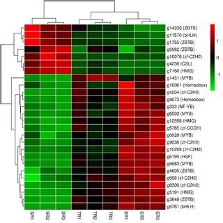 Heatmap Of Transcription Factors In Different Stipe Regions Gene