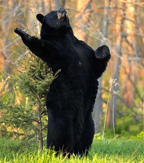 Shakesbear Black Bear Animals Beautiful Funny Animals