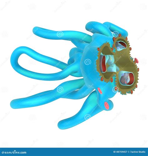 Glomerulonephritis Or Glomerular Nephritis Kidney Disease