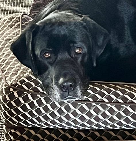 When Your Service Dog Can No Longer Work - Little Angels Service Dogs