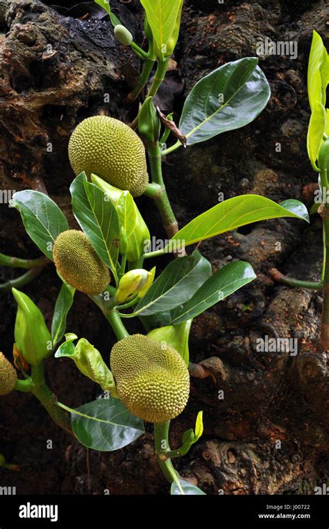 Baby jackfruit hi-res stock photography and images - Alamy